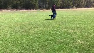 BRC - Tucker Practice Obedience Routine for CGC or CD