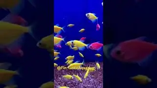 Colorful Glow Tetra Fish 🌈🐟 | Vibrant Aquarium Fish & Schooling Display