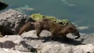 Mink Family Hunting