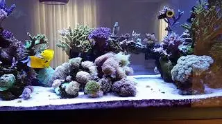 Torch Garden (29/10/16) - Kadu Reef 3 - 280g Mix Reef tank