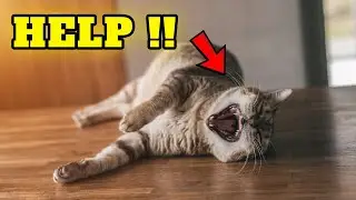 You won't believe why your cat rolls over when he sees you - MUST WATCH