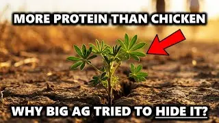 More Protein than Chicken, Feeds You for Years: The Lost Garden Seed