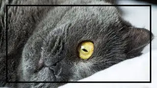 Compilation VIDEO GAG marrante sur les chats ! SUPER FUNNY