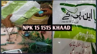 NPK 15 15 15  SPRAY ON PLANTS || NPK RATIO FOR EVER GREEN PLANTS || in urdu and hindi