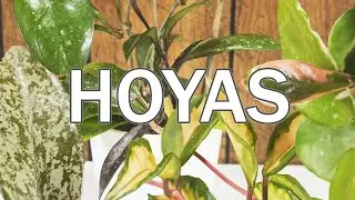 Hoya People Are Crazy - Here's My Entire Hoya Collection