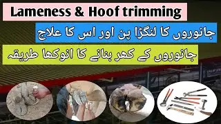 Hoof trimming | Hoof trimming kesy kry ghr py | Hoof trimming method | lameness treatment| Dr Abbas