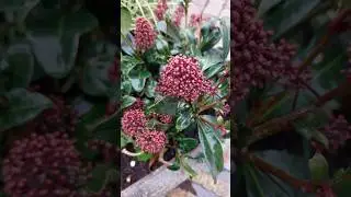 Japanese skimmia (Skimmia japonica), likely the 'Rubella' cultivar. #flowers #nature #uk #garden