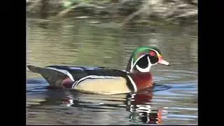 Wood duck ecology and behavior
