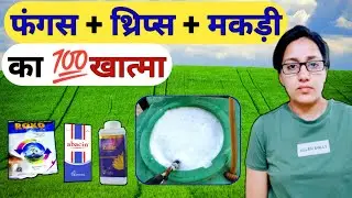 Fungicide and insecticide combination | thrips and mites control insecticide | roko fungicide