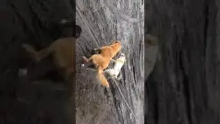 Кормление щенков и собак на конюшне