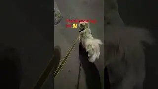 thandi me kohara dog's funny video 🤣 #bollywood #love #song #dogs