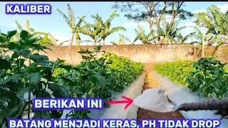 BERIKAN INI, BATANG MENJADI KERAS, PH TIDAK DROP, TANAMAN MENJADI SUBUR