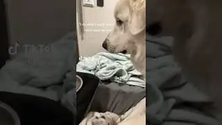funny dogs do funny things #dogs #funny #puppies #tiktok