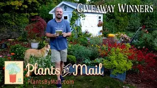 Container Plants - Plantsbymail.com Giveaway Winners