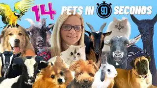 MEET OUR PETS 2020 | 14 Pets in 90 seconds | Baileys Barn