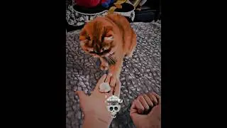 Cats are highly intelligent..💀 #catvideos #cat #funny