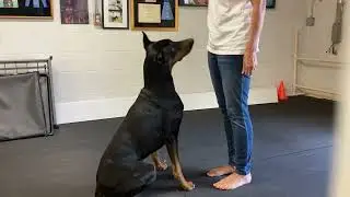 Doberman tricks