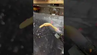 PESCA TROTA SPINNING: Questa Esca Cambia Colore!
