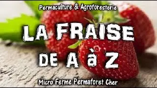 LA FRAISE DE A à Z PLANTER UNE FRAISERAIE AU JARDIN POTAGER  BIO EN PERMACULTURE TUTO & TRUCS