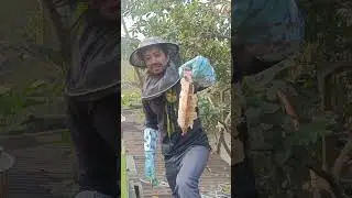  It's time to Honey harvest and 