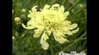 ЦЕФАЛЯРИЯ , или  ГОЛОВЧАТКА  (CEPHALARIA)  сем. Ворсянковые