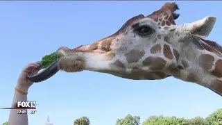 Busch Gardens summer camps