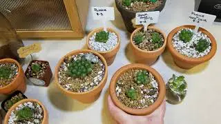 PART Four - update on  the haworthia cooperi family  :)