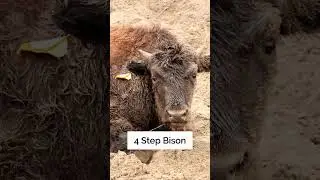 Exploring the Different Types of Bison Animals | Interesting Facts | The Beast World