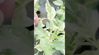 Emasculating and isolating chili pepper crosses all at once Step 1 24 January 2023