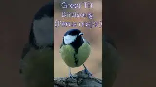 Great Tit Birdsong (Parus major) Great Tit Sound Singing #greattit #parusmajor #greattitbirdsong