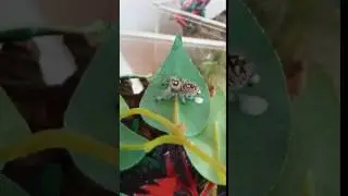 Regal Jumping Spider poop!