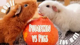Guinea Pigs Eating Pumpkin 🎃