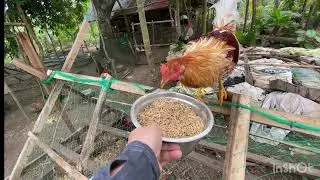 SA GANİTONG ORAS AKO NAGTATAWAG NG MGA MANOK NA NAKAKARATING SA MALAYO 