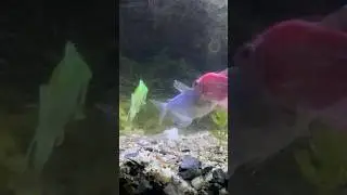 Tetra Fish #shorts #widowfish #colourwidow #colourtetra #fishbreeding