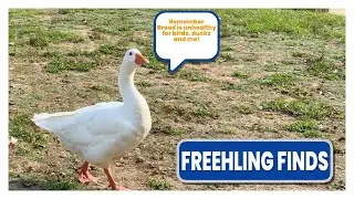 How to care for FXBG’s very own Gary the Goose