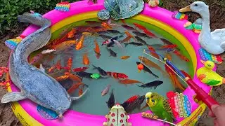 Mancing ikan lele besar di kolam, ikan koi, ikan hias, ikan cupang, ikan mas, kura kura asli, bebek