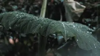 ASMR RAINNING SOUND