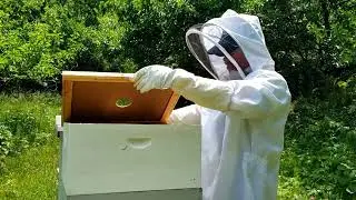 Bee Inspection #2