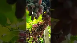 Black seedless grapes