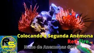 Colocando a segunda Anemona Red fire :)