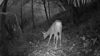 Rehe Dachse und Katzen am Berg