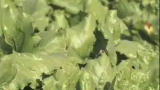 Yuma's Agritourism Success Story