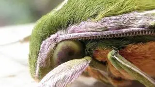 Predator and Prey Communication