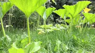Jardin2