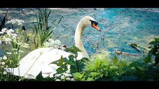 Life Cycle of Swan