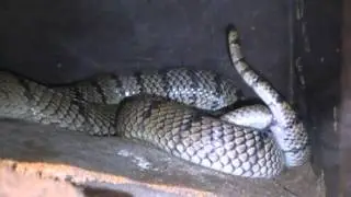 Aspidelaps lubricus lubricus mating