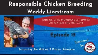 Responsible Chicken Breeding - Episode 15