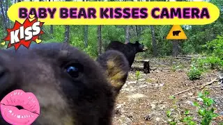 OCALA BLACK BEARS - FLORIDA TRAIL CAMERAS