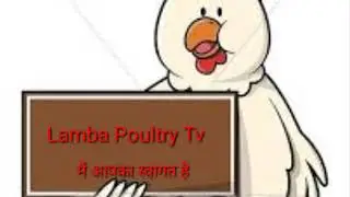 मुर्गा रेट अंडा रेट
