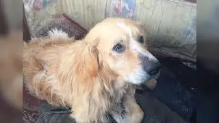 He cried and looked at me as if to say 